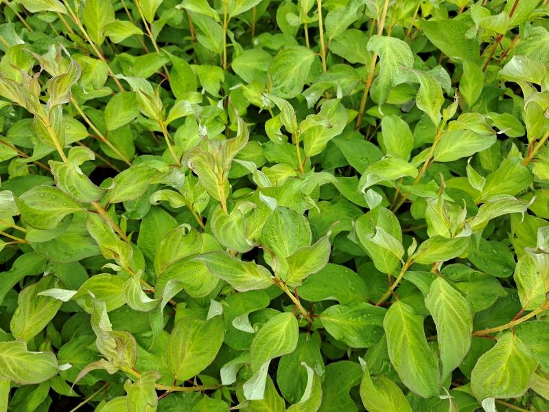 Rysk kornell Baton Rouge, Cornus alba Baton Rouge