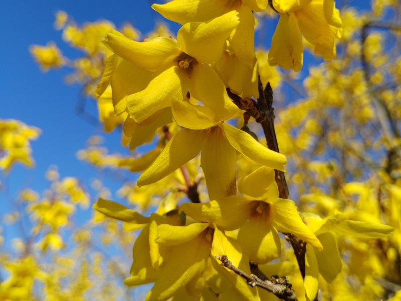 Gelber Frühlingsblüher - Forsythie Beatrix Farrand