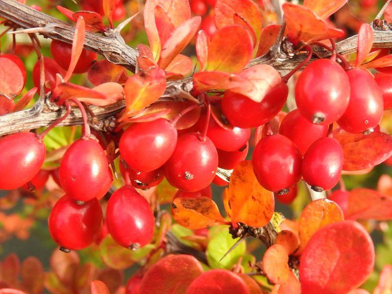 Rote Beeren und orange Herbstfärbung der Heckenberberitze
