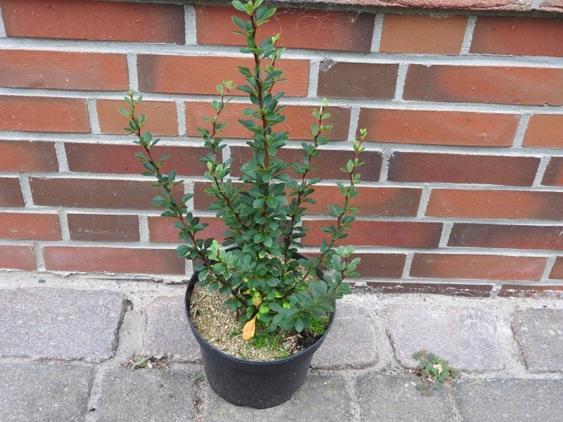 Berberitze Microphylla - Verkaufsware