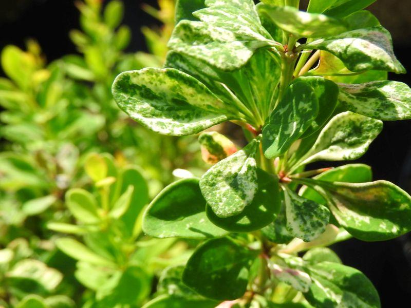 Berberis thunbergii Powwow