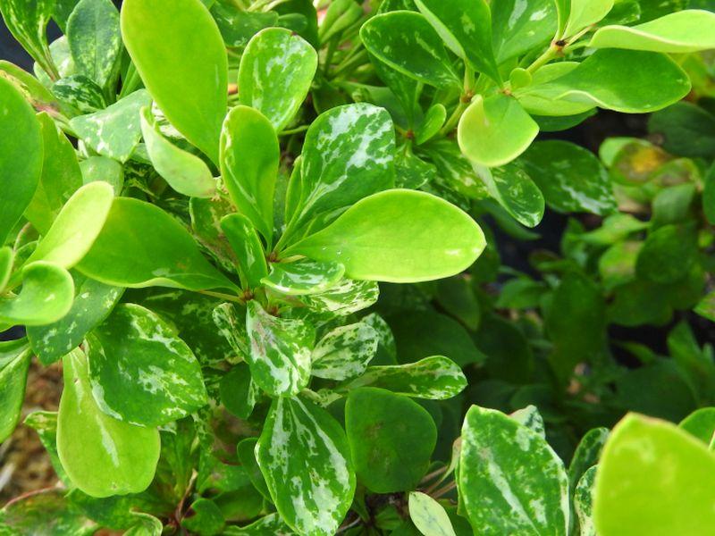 Berberis thunbergii Powwow