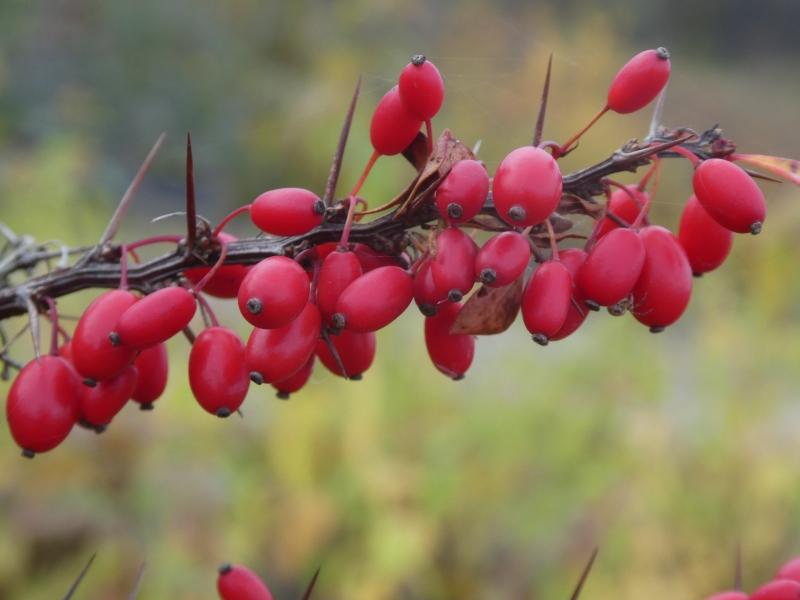 Rote Früchte der Heckenberberitze im November