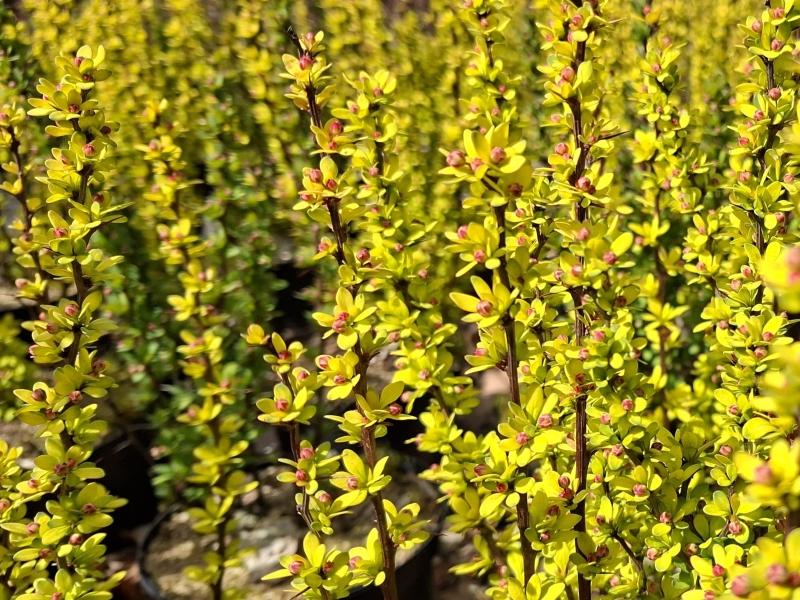 Die Berberitze Powwow hat im Frühling gelbes Laub.
