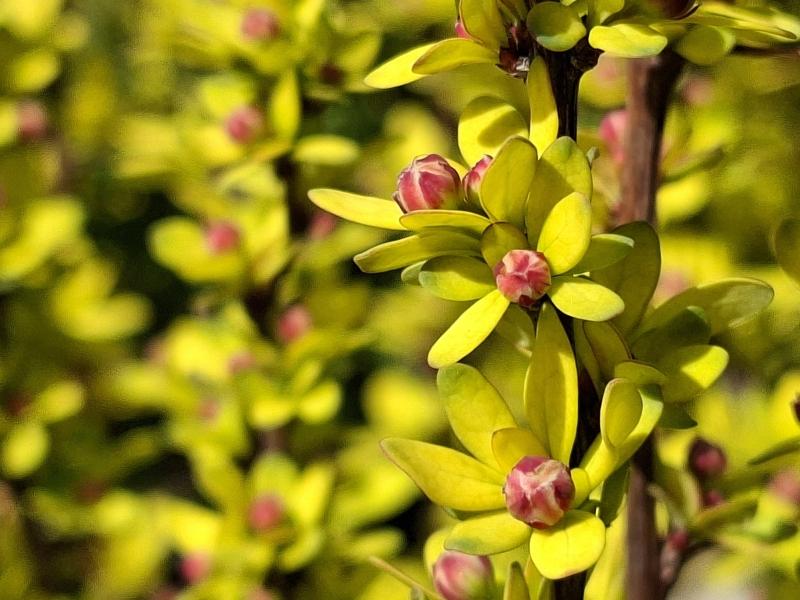 Rote Knospen der gelblaubigen Berberitze Powwow