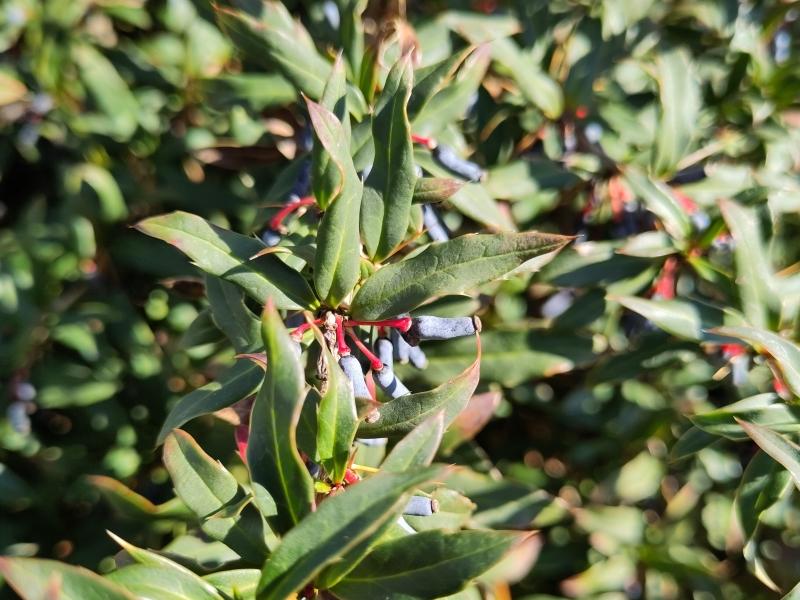 Berberis verruculosa