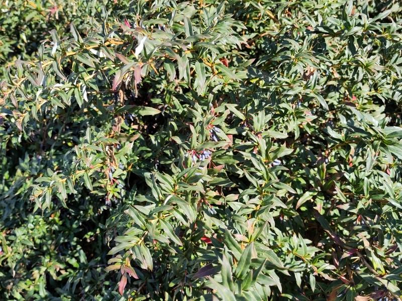 Berberis verruculosa