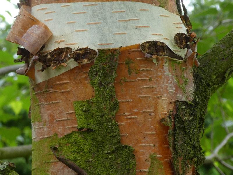 Das charakteristische Abrollen der Rinde der Papierbirke.