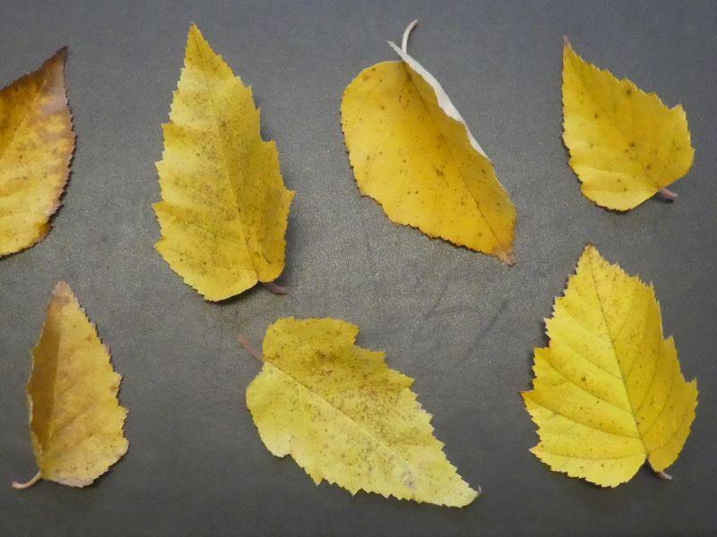 Gelbes Herbstlaub der Papierbirke