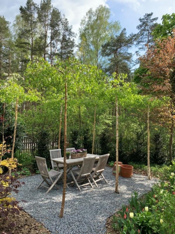 Sitzplatz mit Betula pendula Youngii als Sonnenschutz