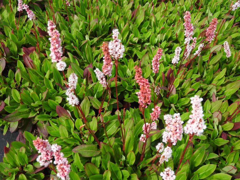 .Bistorta affinis Dimity