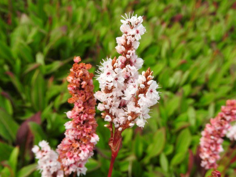 .Bistorta affinis Dimity