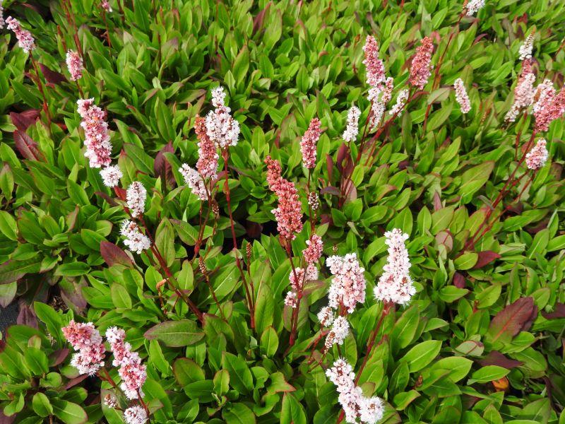 .Bistorta affinis Dimity