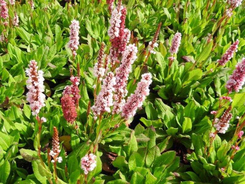 Blüten des Bistorta affinis Kabouter
