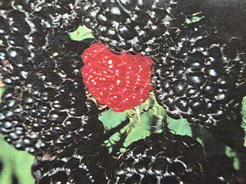 Leckere schwarze Früchte der Himbeere Black Jewel
