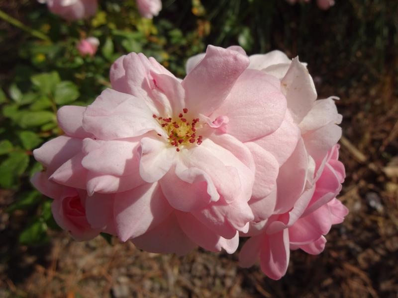 Rosa Blüte der Rose Bonica 82 im Verblühen