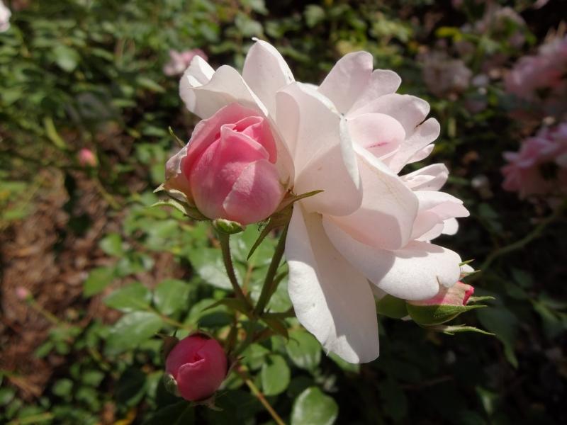 Letzte Blüten der Rose Bonica 82 im November