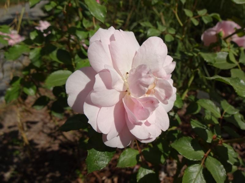 Gefüllte Blüte der Rose Bonica 82