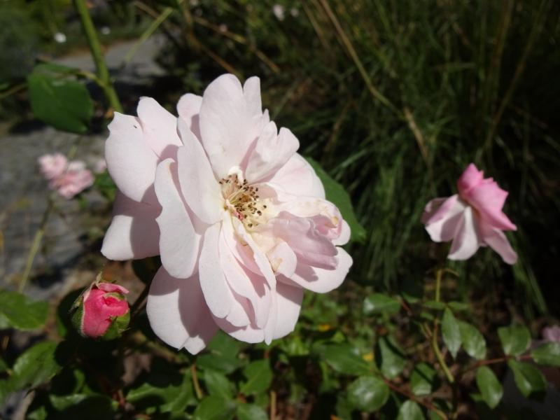 Pinke Knospe und zartrosa Blüte der Rosa Bonica 82