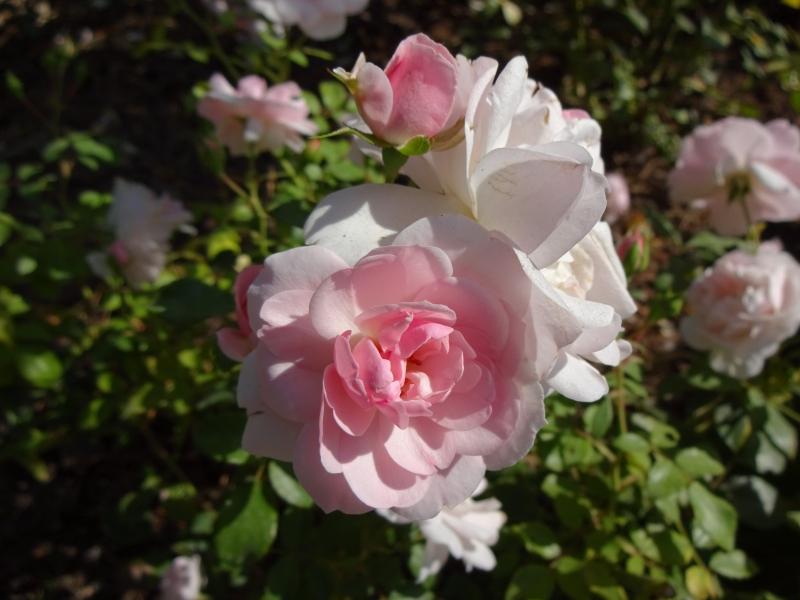 Blühende Rosa Bonica 82 Ende August