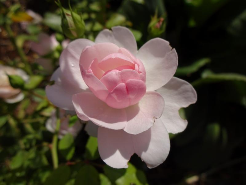 Zartrosa Blüte der Rose Bonica 82
