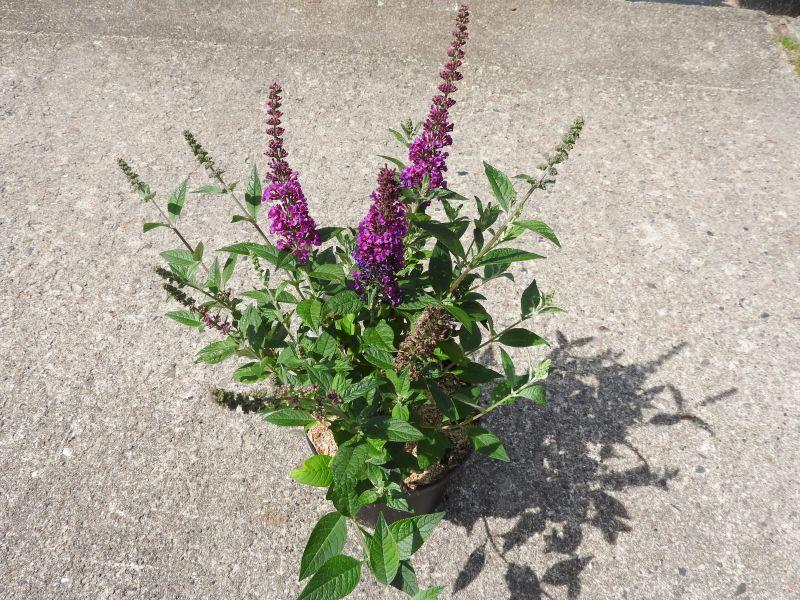 Sommerflieder Red Chip, Buddleja Red Chip