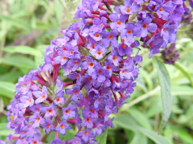 Blauviolette Blüten des Sommerflieder Reve de Papillon Blue