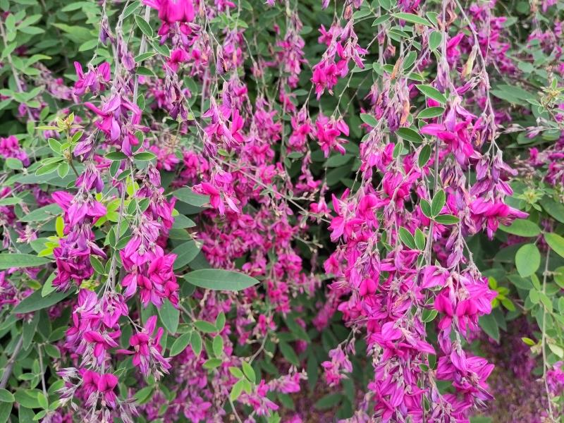 Der Buschklee blüht üppig mit zahlreichen purpurroten Blüten