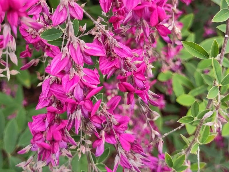 Buschklee mit reicher Blüte im Oktober