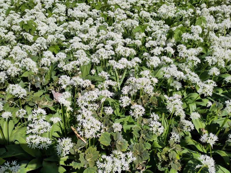 Weißblühender Bodendecker Bärlauch