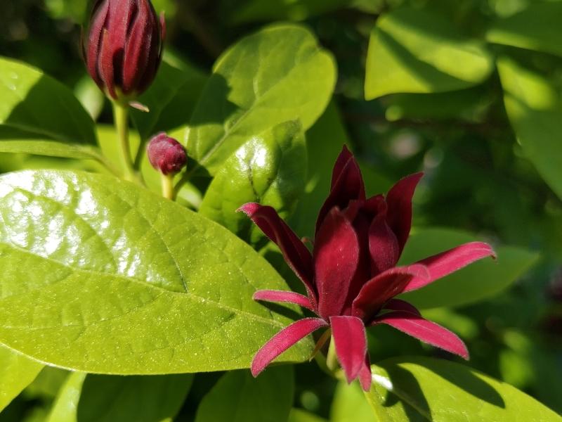 Calycanthus floridus