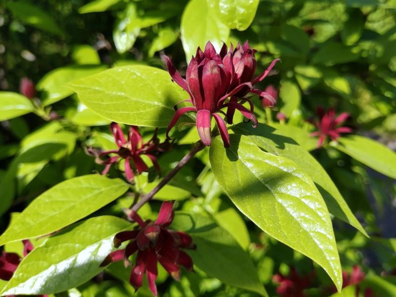 Calycanthus floridus