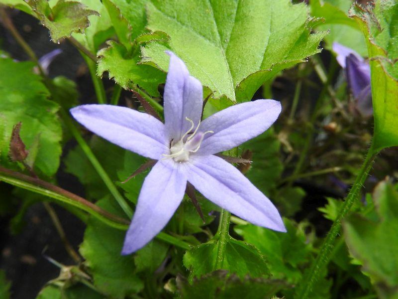Einzelblüte der Campanula poscharskyana Blauranke