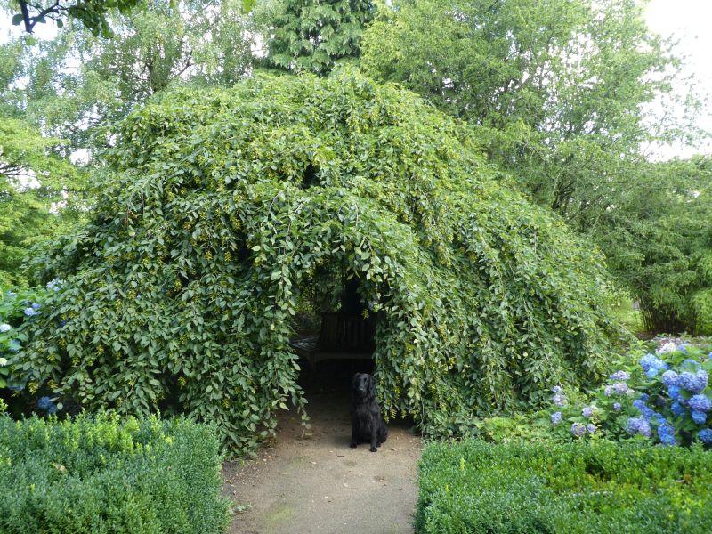 Carpinus betulus Pendula