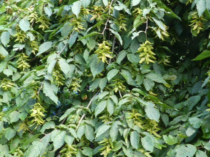 Carpinus betulus Pendula