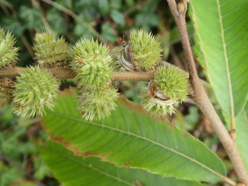 Chinquapin mit aromatischen, kleinen Esskastanien