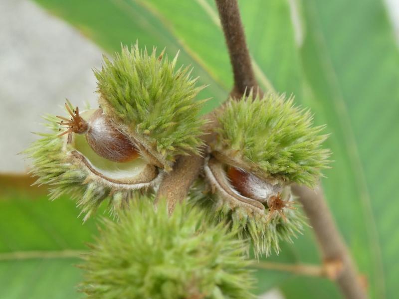 Essbare Früchte der Zwerg-Edelkastanie