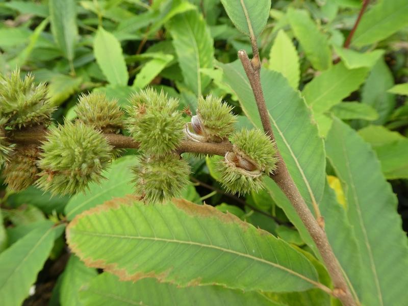 Zwerg-Edelkastanie im Oktober