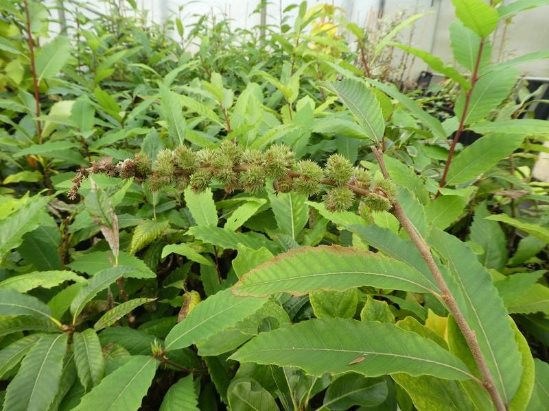 Chinquapin mit kleinen kugeligen Esskastanien
