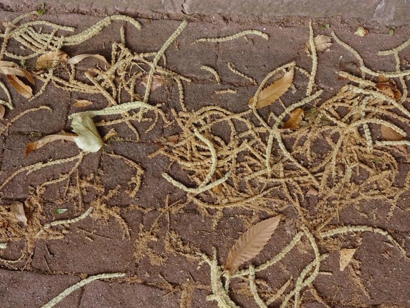 Castanea sativa