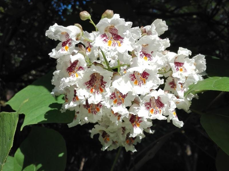 Trompetenbaum mit auffallender Blüte im Sommer