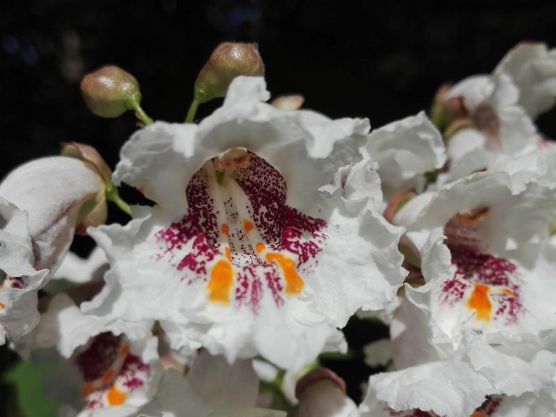 Blüte des Trompetenbaums - Nahaufnahme