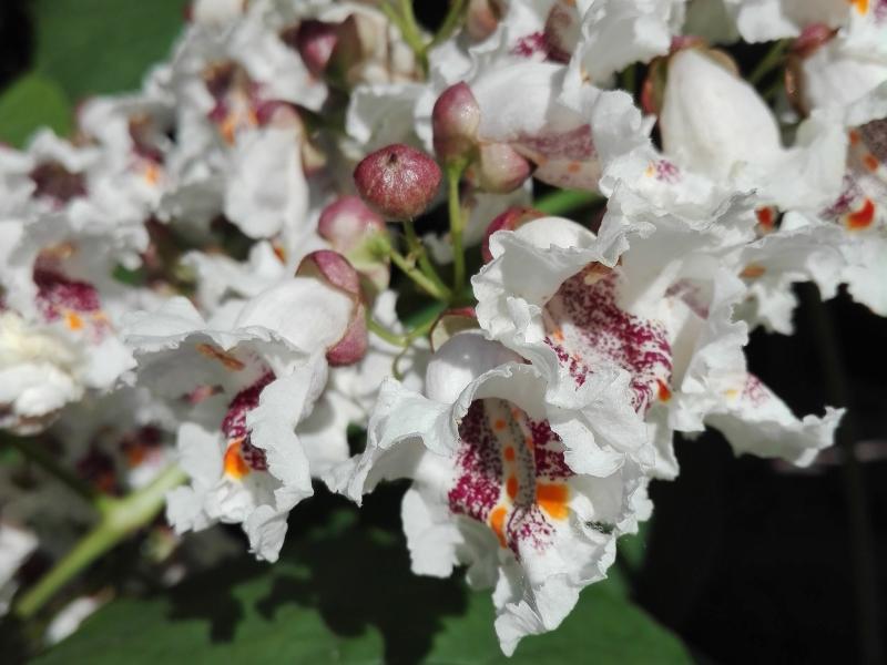 Große weiße Blüten des Catalpa bignonioides