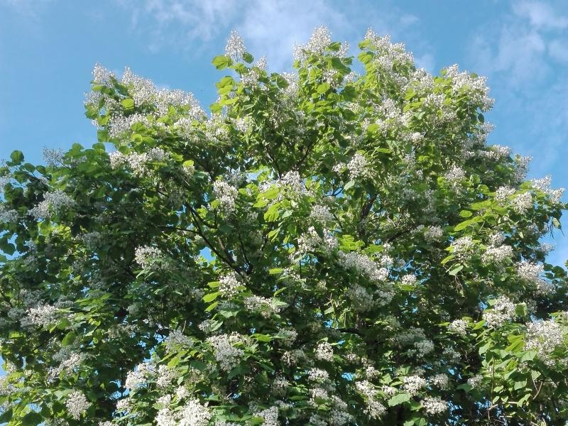 Blühender Trompetenbaum im Juli