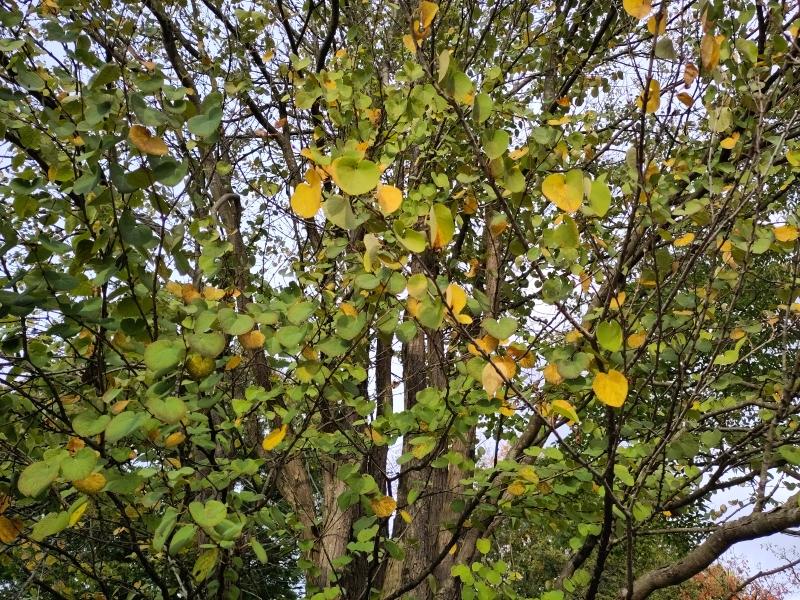 Cercidiphyllum japonicum