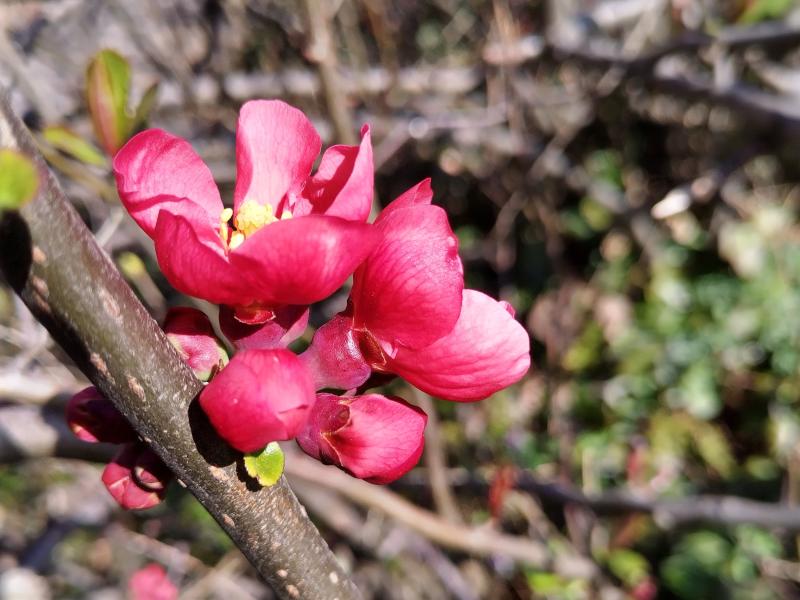 Niedrige Zierquitte - rote Blüten