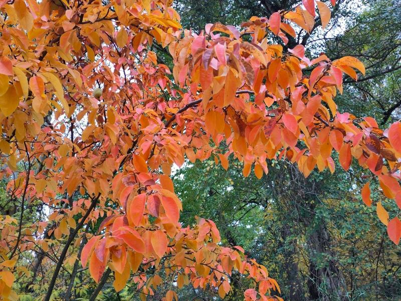 Pseudocydonia sinensis