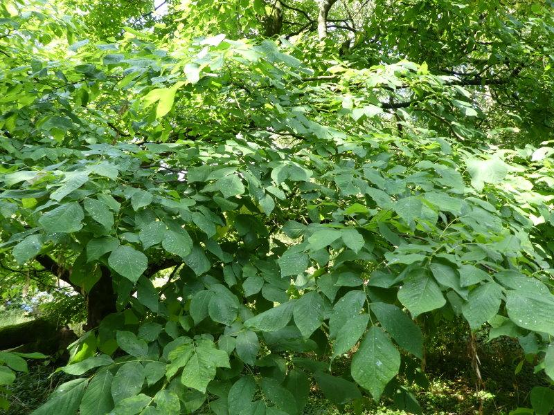 Amerikanisches Gelbholz im Sommer