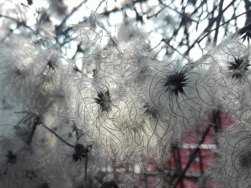 Früchte der Waldrebe im Winter