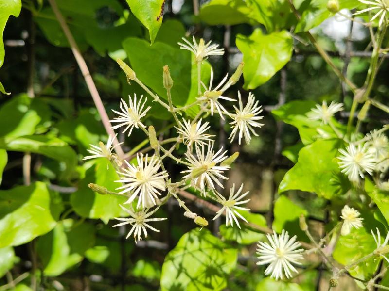 Weißblühende Waldrebe im Juli